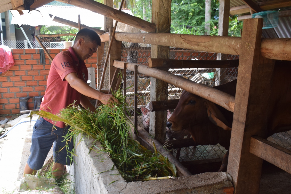 Dịch viêm da nổi cục tái bùng phát trên đàn bò ở Bình Định